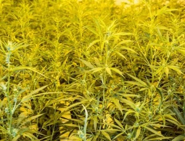 Ήπειρος: Κατασχέθηκαν 247 κιλά χασίς